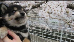 miloisqueer:  You sound like you need a pupper with some flowers,