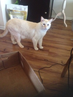 fevertrip:  LOST CAT!! Orange County/LA area!! Earlier today