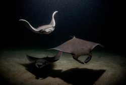 smithsonianmag:  Photo of the Day: Mobula Rays Feed at NightPhoto