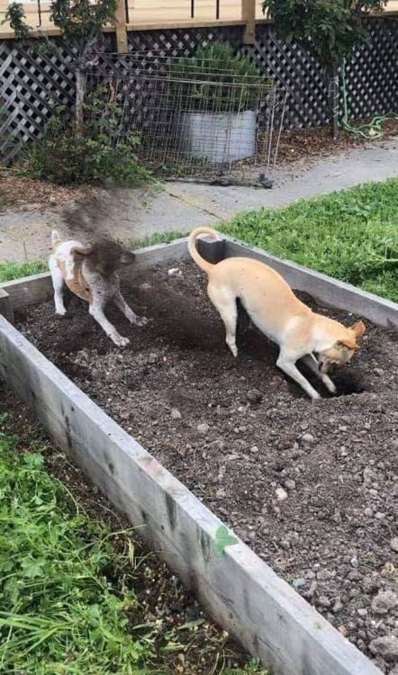 Catasters