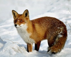 beautiful-wildlife:Snow Fox by Djurre Boukes