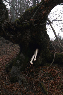 witchedways: elenahelfrecht:  Inside. Facebook  bewitched forest 