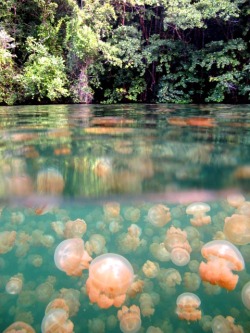mothernaturenetwork:  Jellyfish Lake will stun you (no stingers