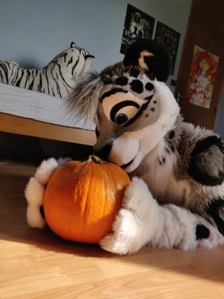 techtiggie:RT @Kyyp_Snowmew: MOW ! pumpkin time !fursuit by @FursuitsByLacy