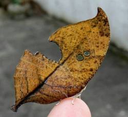 marshimoo:  sixpenceee:  The extraordinary camouflage of Lepidoptera