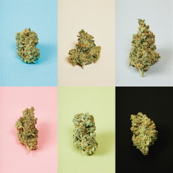 benjaminrasmussen:  Marijuana portraits shot for CNN. Denver,