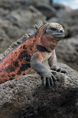 intothegreatunknown:  Marine Iguana | Galapagos, Ecuador 