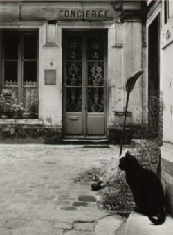 poboh:  The Cat of the caretaker,Janine Niépce. (1921 - 2007)