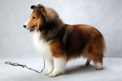 Best of her breed (Natalie, a Shetland Sheepdog owned by Marni