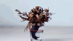 its-salah:  itscolossal:  The Rose of Jericho [VIDEO] is a