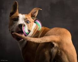 kimblewick:  petways:  Dogs & Bubbles by Paul Croes - Behind