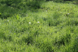 rattystarlings: Grass just left to do it’s thing