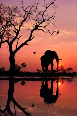 lostincape-town:  wonderous-world:  African Elephant at Dawn