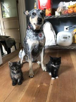 awwww-cute:  The Yakuza in my kitchen demanding food. (Source: