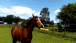 tastefullyoffensive:  Horse has fun with squeaky rubber chicken.