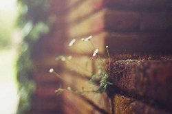 timefliestoday:  “You see, a secret is not something untold.