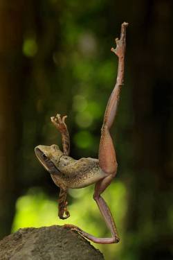 earth-song:  Photo of the day: a frog dancing ballet!Photo: Dion