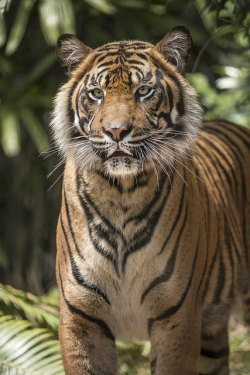 creatures-alive:  Majestic by San Diego Zoo Global on Flickr.