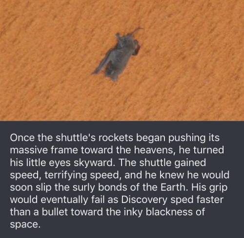 goonactual:  ilovecats4ever:  mikeneedsadrink:  polyxxena:  marschattpanosh: @cincobrand why did this make me feel emotional?  fly free lil space bat  Wing broken, a slow painful fate awaits… One chance to fly again, just gotta hold on… Drifting