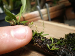 sixpenceee:  Platystele jungermannioides is a tiny plant, discovered