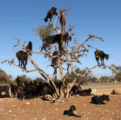 sixpenceee:Morocco’s Climbing GoatsGoats on trees are found