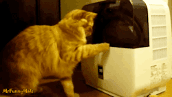 gifsboom:  Cats vs. Humidifiers. [video]
