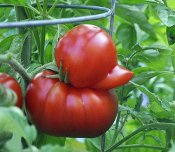 New Post has been published on http://bonafidepanda.com/amazing-pictures-oddly-shaped-fruits-vegetables-nature-isnt-boring/These