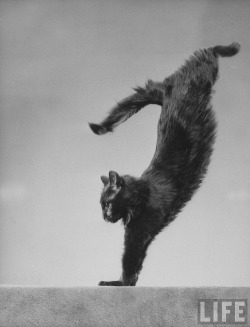 retrogasm:  Jumping Cat, by Gjon Mili 