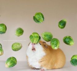 loopyleprechaun:  I googled guinea pig with brussel sprouts and