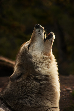 wolveswolves:  Gray wolf by  Stoeffl Photography / Corinna