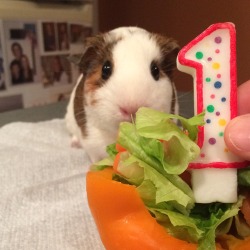 guineapiggies:  Sylvia on her first birthday :) Submitted by