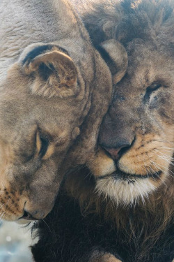 africa-makanaka:  ilaurens:  African Lions - Our Love Is Here