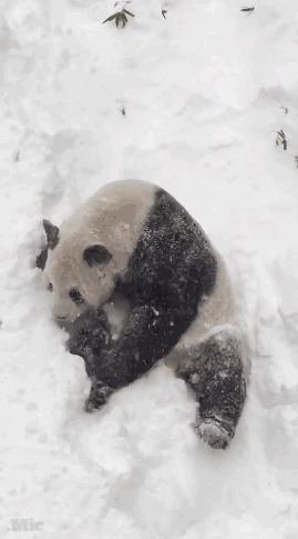 micdotcom:  Tian Tian, a giant panda who lives in Washington, D.C.’s National Zoo, is quite clearly having the most fun snow day ever. His son, Bei Bei, however was not all about it. 