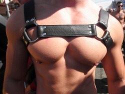 Nice harness