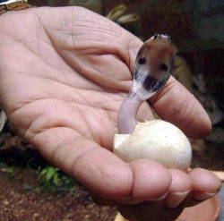 texan-pirate:  sixpenceee:  A newborn cobra!   The littlest