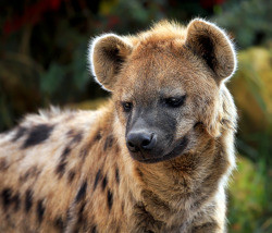 magicalnaturetour:  “Spotted” by Klaus Wiese 