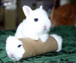 animal-factbook:  Bunnies are currently testing out a new massage