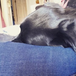 I think Junior missed me while i was at work. #blacklabs #dogs