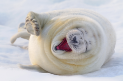nubbsgalore:ROTFL seals. photos by (click pic) saqopakajmer,