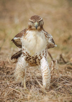 coiour-my-world:  A Red-tailed Hawk posing like a Cowboy | Otto
