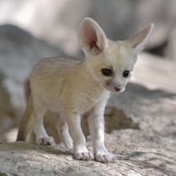 awwww-cute:  Very cute Fennec Fox cub! One more pic in comments