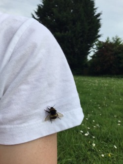 lavender-feuille:  Got hugged by a bee today 🐝