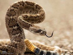 magicalnaturetour:  Diamond rattlesnake In the U.S., the largest