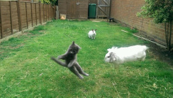 cuteanimalspics:  Next door has a new kitten. We have rabbits
