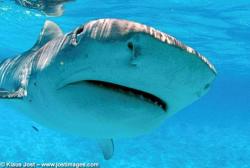 alxndrasplace:  (LiveScience)  On the brink: Wild sharks Tiger