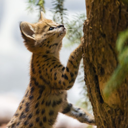 magicalnaturetour:  Serval kitten trying to climb (by Tambako