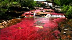 sixpenceee:    CAÑO CRISTALES RIVER (VISTAHERMOSA, COLOMBIA)