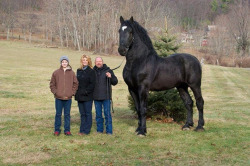 deducecanoe:  draftmare:  Now this is a horse. He stands 19 hands