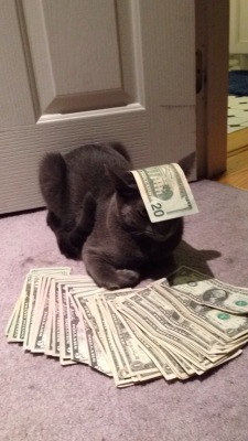 uncomfortablecucumber:   This is money cat. He only appears every