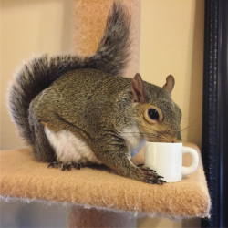 archiemcphee:  Happy National Coffee Day! We love Jill the Squirrel